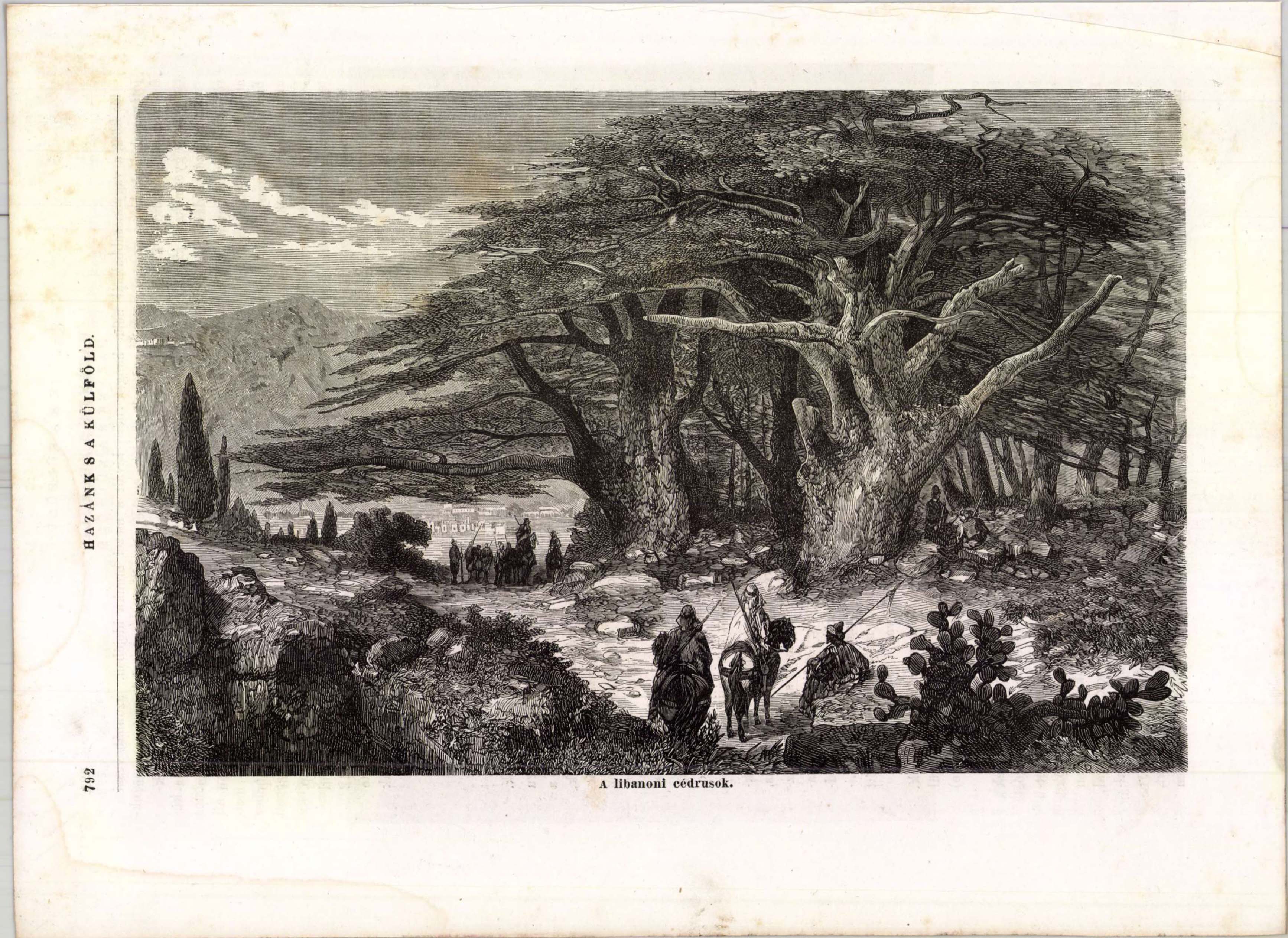 Ismeretlen metsző feltehetőleg Ligeti Antal rajza nyomán: A libanoni cédrusok (Hazánk s a Külföld, 1867/50., 792.)